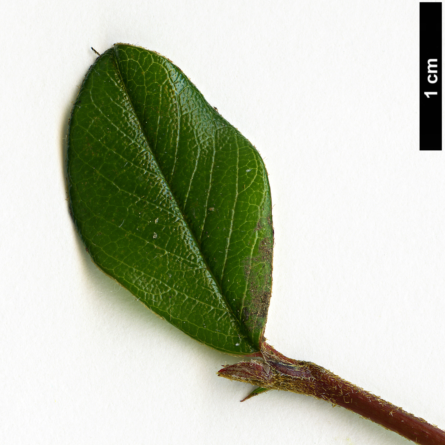 High resolution image: Family: Rosaceae - Genus: Cotoneaster - Taxon: dammeri